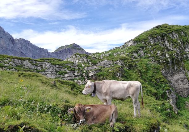 Loi sur la chasse : opportunité unique pour l’économie alpestre Jungvieh Alp GL