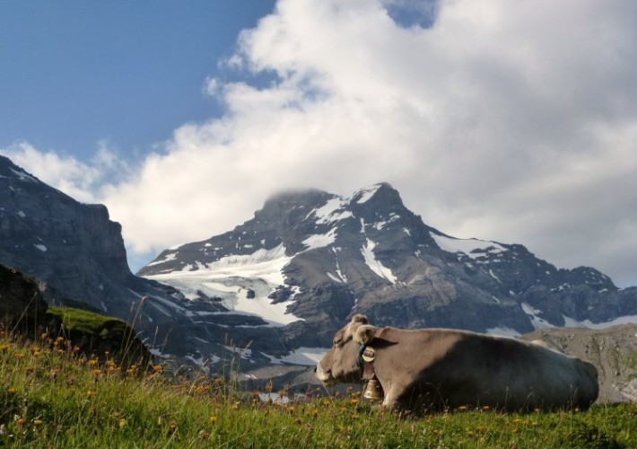 Alpsommer auf Chammli