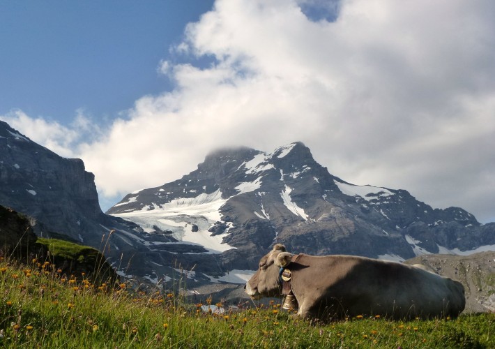 Alpsommer auf Chammli