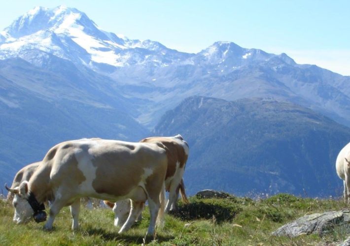 Kuh auf Alp im Wallis