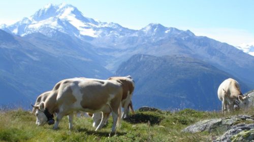 Kuh auf Alp im Wallis