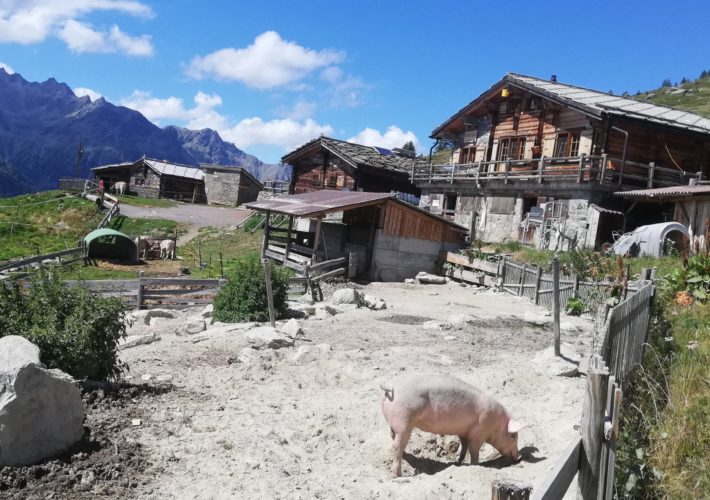 HV: Politische Dossiers und Wölfe beschäftigen den SAV SSEA AlpAuslauf Schweine Saas Balen Hoferalpe kleiner zugeschnitten