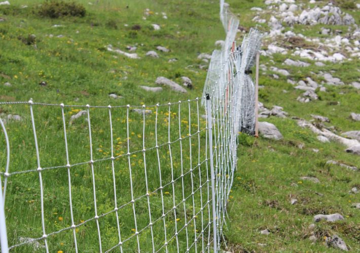 Fiche technique sur la nouvelle ordonnance sur la chasse IMG_4161_zugeschnitten