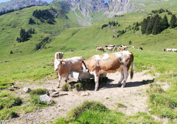 Trockenheit: Bald könnte auf den Alpen das Wasser knapp werden Bild_Trockenheit2