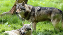 Wolf3