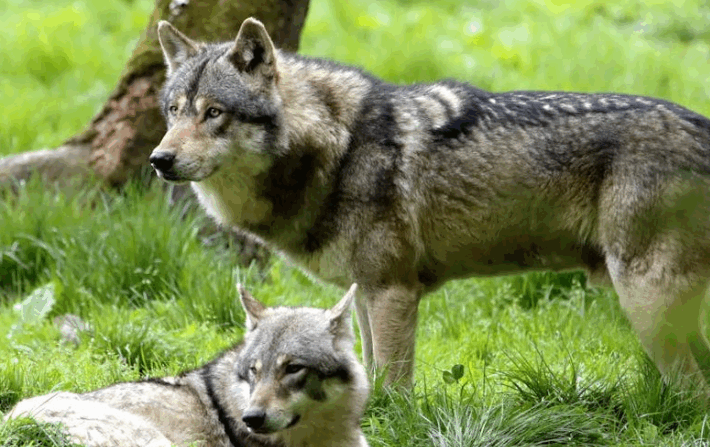 Wolf3