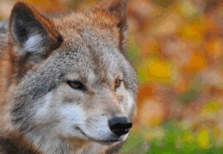 Wolf: Parlament hat Probleme erkannt Wolf_2