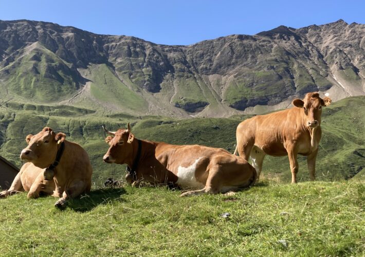 Lumpy skin disease: freie Alpplätze gesucht! Rinder